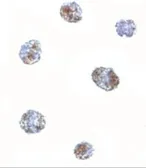 Anti-MATN3 antibody used in Immunocytochemistry/ Immunofluorescence (ICC/IF). GTX85288