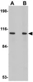 Anti-LRFN2 antibody used in Western Blot (WB). GTX85344