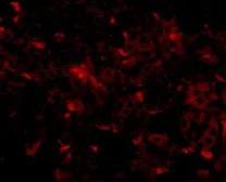 Anti-GNPDA2 antibody used in IHC (Paraffin sections) (IHC-P). GTX85346