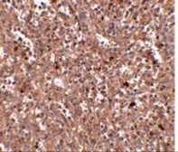 Anti-PIG-Y antibody used in IHC (Paraffin sections) (IHC-P). GTX85355