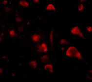 Anti-Spred3 antibody used in IHC (Paraffin sections) (IHC-P). GTX85375