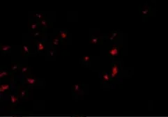 Anti-OVGP1 antibody used in Immunocytochemistry/ Immunofluorescence (ICC/IF). GTX85381