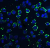 Anti-DNAL1 antibody used in Immunocytochemistry/ Immunofluorescence (ICC/IF). GTX85387