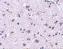 Anti-CDNF antibody used in IHC (Paraffin sections) (IHC-P). GTX85431