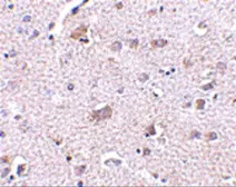 Anti-CDNF antibody used in IHC (Paraffin sections) (IHC-P). GTX85432