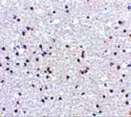 Anti-NPAS3 antibody used in IHC (Paraffin sections) (IHC-P). GTX85445