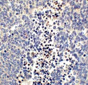 Anti-Neuritin antibody used in IHC (Paraffin sections) (IHC-P). GTX85446