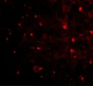 Anti-Nogo A antibody used in IHC (Paraffin sections) (IHC-P). GTX85447