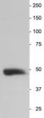Anti-NSE antibody used in Western Blot (WB). GTX85462