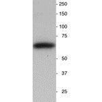 Anti-Synaptotagmin antibody used in Western Blot (WB). GTX85467