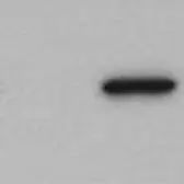 Anti-DDDDK tag antibody used in Western Blot (WB). GTX85472