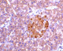 Anti-IL23 antibody used in IHC (Paraffin sections) (IHC-P). GTX85495