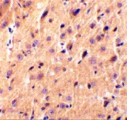Anti-Precerebellin antibody used in IHC (Paraffin sections) (IHC-P). GTX85499