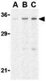 Anti-CTRP4 antibody used in Western Blot (WB). GTX85503