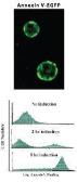 Annexin V-Biotin Apoptosis Detection Kit. GTX85587