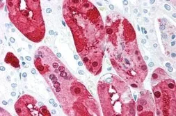 Anti-CTRP5 antibody used in IHC (Paraffin sections) (IHC-P). GTX85671