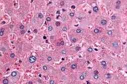 Anti-DPP9 antibody used in IHC (Paraffin sections) (IHC-P). GTX85679