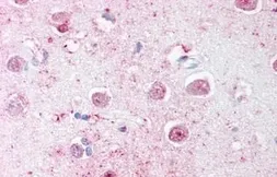 Anti-LINGO1 antibody used in IHC (Paraffin sections) (IHC-P). GTX85682