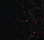 Anti-RAP80 antibody used in IHC (Paraffin sections) (IHC-P). GTX85735