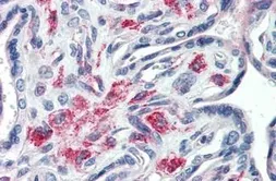 Anti-STX12 antibody [15G2] used in IHC (Paraffin sections) (IHC-P). GTX85751