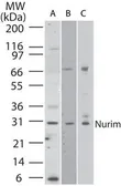 Anti-NRM antibody used in Western Blot (WB). GTX85768