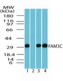 Anti-FAM3C antibody used in Western Blot (WB). GTX85776