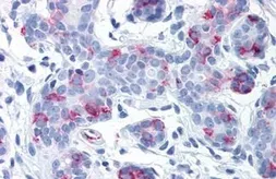 Anti-Wnt8a antibody used in IHC (Paraffin sections) (IHC-P). GTX85815