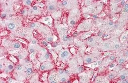 Anti-GLUT2 antibody [199017] used in IHC (Paraffin sections) (IHC-P). GTX85825