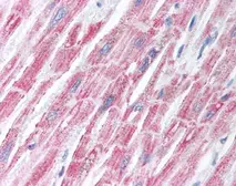 Anti-Kv3.2 antibody used in IHC (Paraffin sections) (IHC-P). GTX85861
