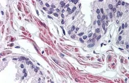 Anti-FNTA antibody used in IHC (Paraffin sections) (IHC-P). GTX85881