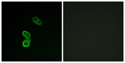 Anti-GAP43 (phospho Ser41) antibody used in Immunocytochemistry/ Immunofluorescence (ICC/IF). GTX86003