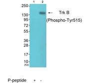 Anti-TrkB (phospho Tyr515) antibody used in Western Blot (WB). GTX86536