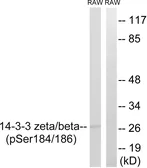 Anti-14-3-3 beta/zeta (phospho Ser186/Ser184) antibody used in Western Blot (WB). GTX86822