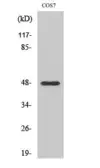 Anti-MMP27 (cleaved Tyr99) antibody used in Western Blot (WB). GTX86888