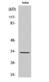 Anti-Cathepsin A (cleaved Arg326) antibody used in Western Blot (WB). GTX86895