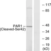 Anti-Thrombin Receptor (cleaved Ser42) antibody used in Western Blot (WB). GTX86903