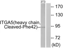 Anti-Integrin alpha 5 (cleaved Phe42) antibody used in Western Blot (WB). GTX86905