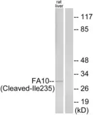 Anti-Factor X (cleaved Ile235) antibody used in Western Blot (WB). GTX86907
