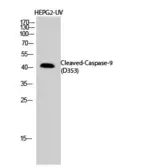Anti-Caspase 9 (cleaved Asp353) antibody used in Western Blot (WB). GTX86912