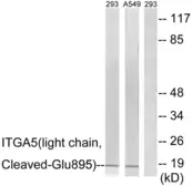 Anti-Integrin alpha 5 (cleaved Glu895) antibody used in Western Blot (WB). GTX86915