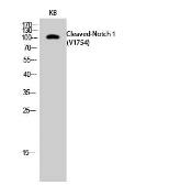Anti-NOTCH1 (cleaved Val1754) antibody used in Western Blot (WB). GTX86924