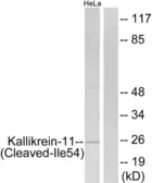 Anti-Kallikrein 11 (cleaved Ile54) antibody used in Western Blot (WB). GTX86927