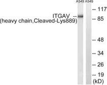 Anti-Integrin alpha V (cleaved Lys889) antibody used in Western Blot (WB). GTX86930