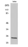 Anti-Kallikrein 8 (cleaved Val33) antibody used in Western Blot (WB). GTX86938