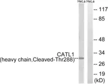Anti-Cathepsin L (cleaved Thr288) antibody used in Western Blot (WB). GTX86946