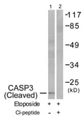 Anti-Caspase 3 (cleaved Asp175) antibody used in Western Blot (WB). GTX86952