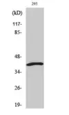 Anti-ICAD (cleaved Asp224) antibody used in Western Blot (WB). GTX86959