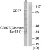 Anti-CD97 beta (cleaved Ser531) antibody used in Western Blot (WB). GTX86961