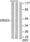 Anti-ERGIC3 antibody used in Western Blot (WB). GTX87022