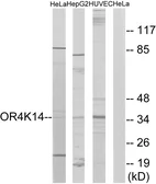 Anti-OR4K14 antibody used in Western Blot (WB). GTX87036